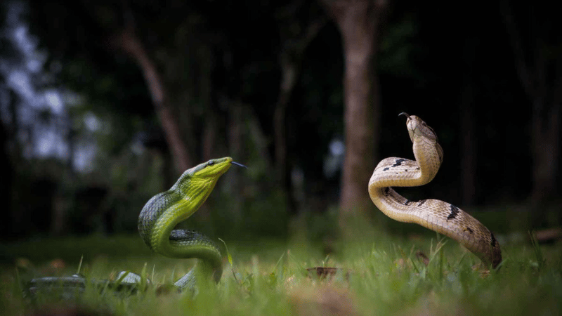 Giấc mơ có 2 con rắn đang tấn công nhau