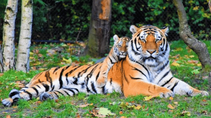 Hình ảnh con hổ