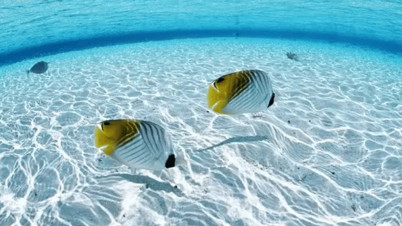 Hình ảnh cá bơi lội trong nước