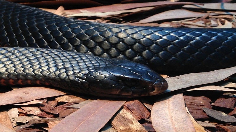 Mơ thấy rắn cắn chân đánh con gì ăn đề sớm nhất?